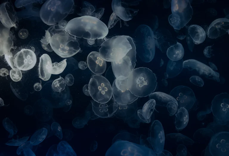 jellyfish floating in water