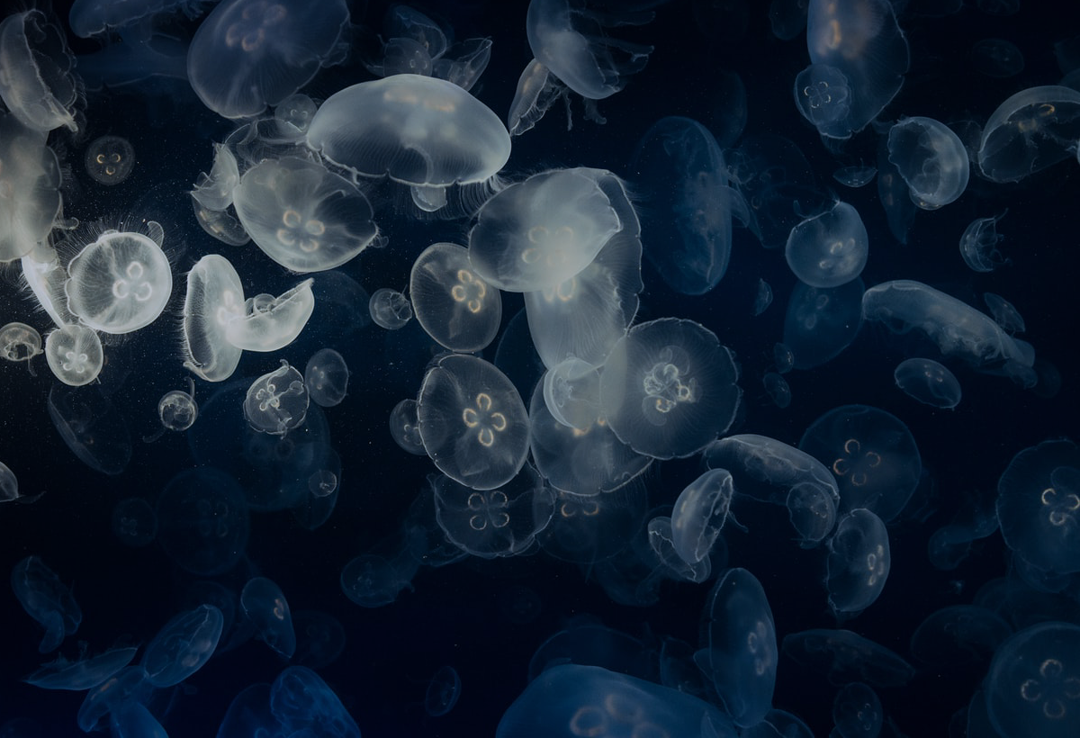 jellyfish floating in water